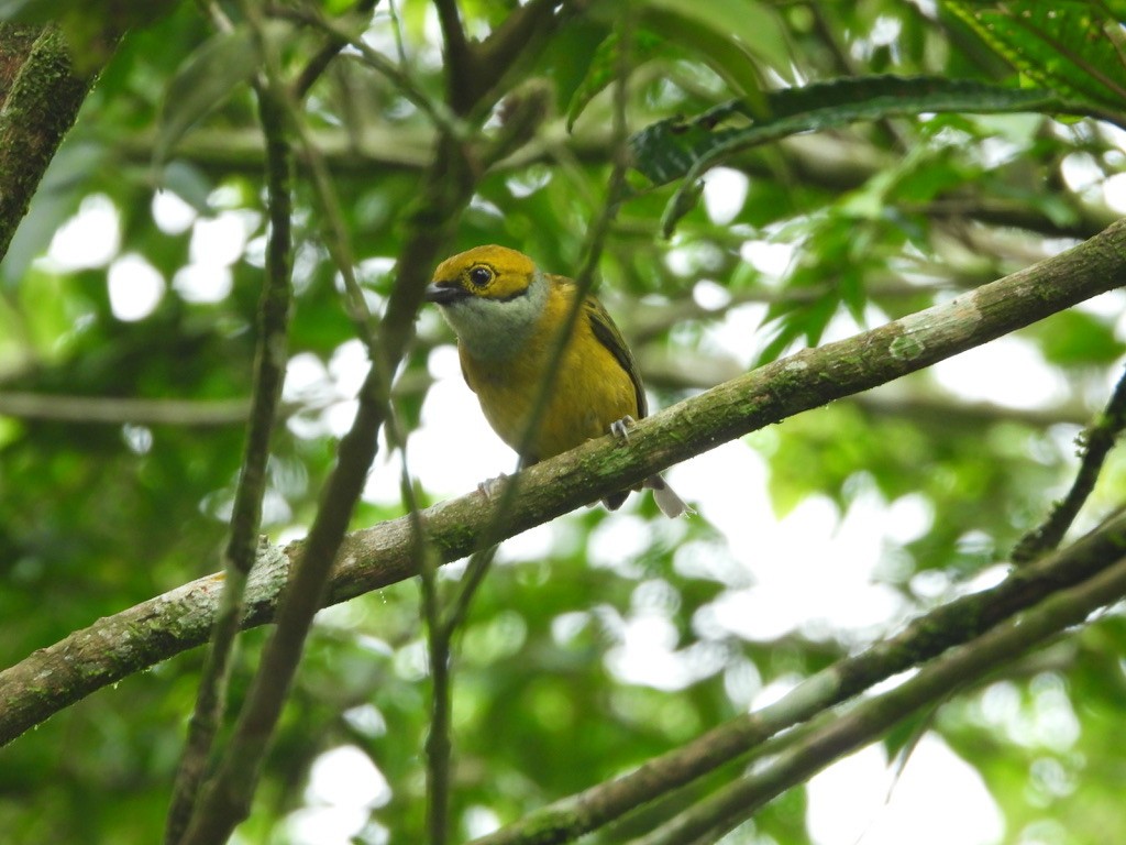 Silver-throated Tanager - ML620310220