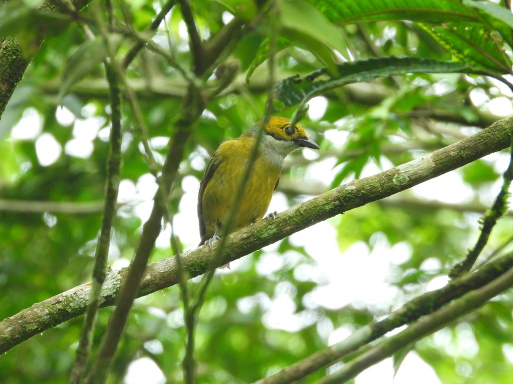 Silver-throated Tanager - ML620310221