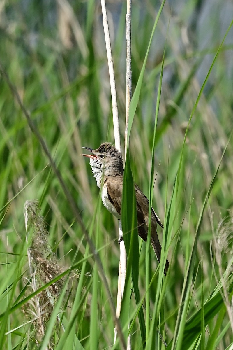 Great Reed Warbler - ML620310223