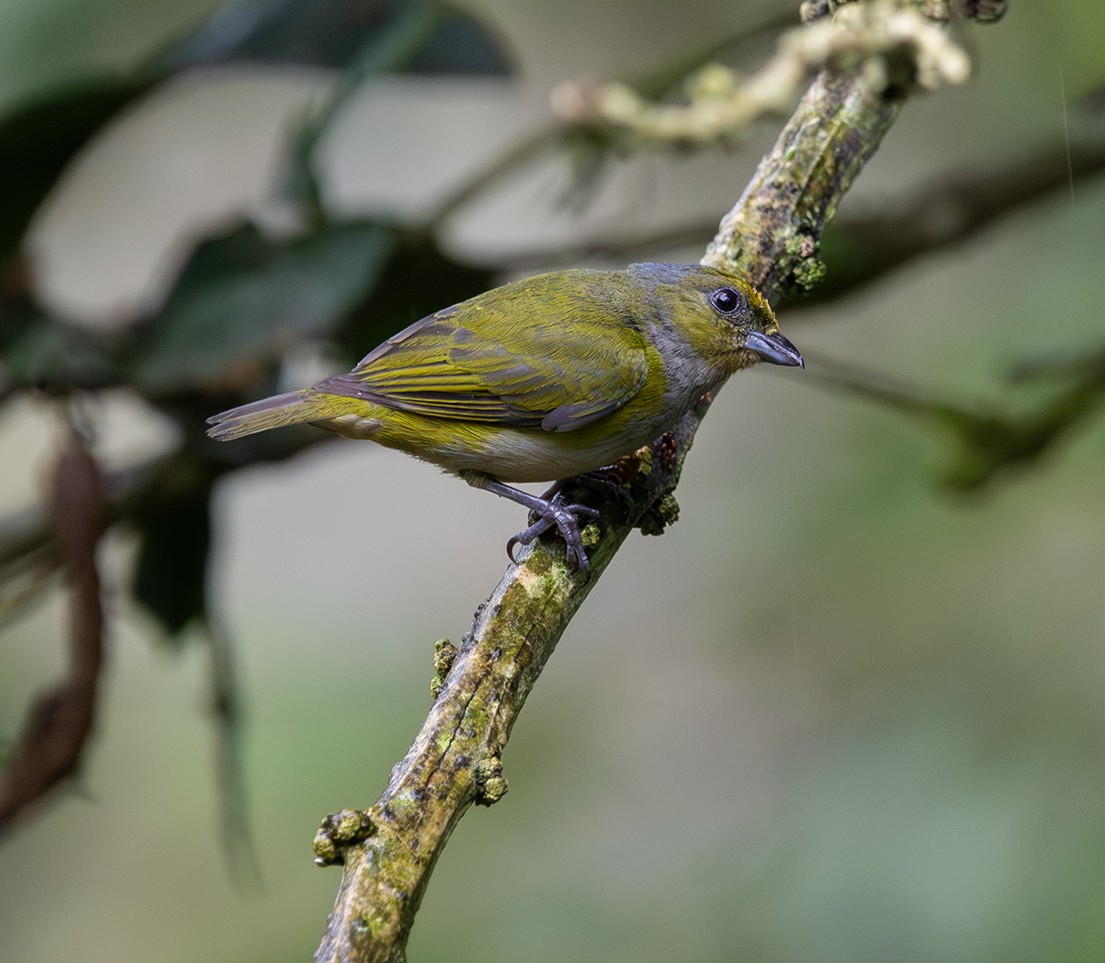 Orange-bellied Euphonia - ML620310225