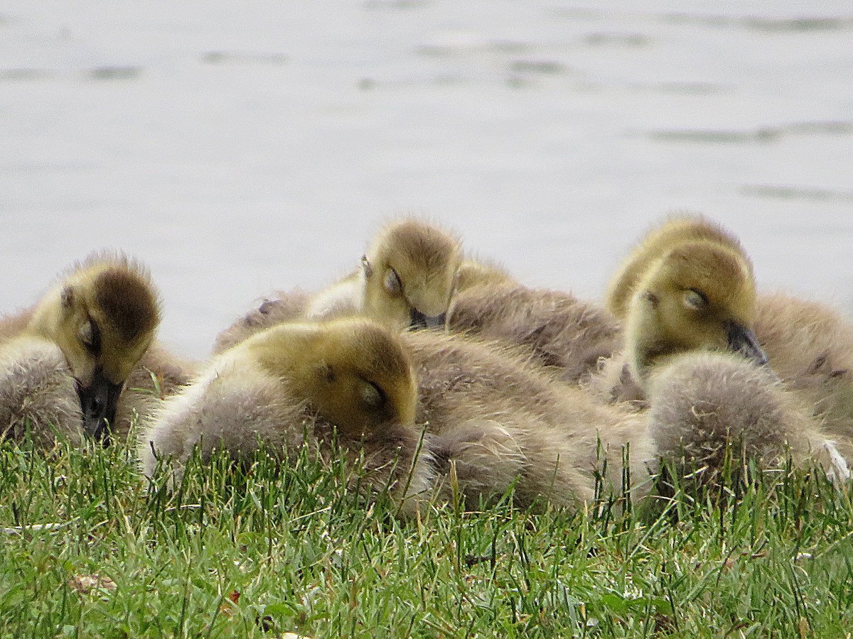 Canada Goose - ML620310226