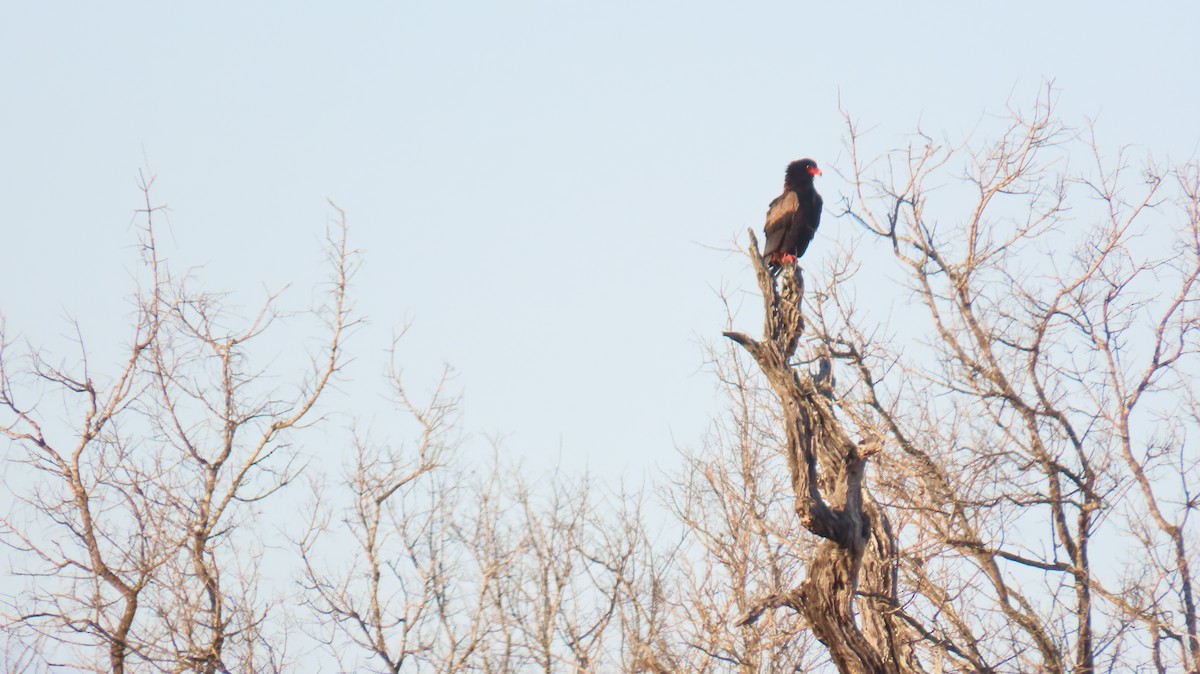 Águila Volatinera - ML620310237