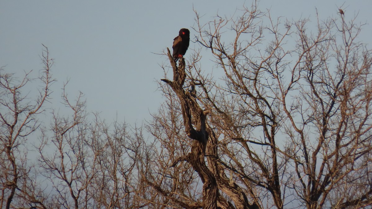 Bateleur des savanes - ML620310238