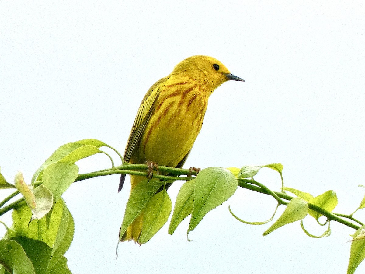 Paruline jaune - ML620310240