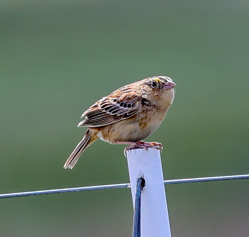 Grasshopper Sparrow - ML620310249