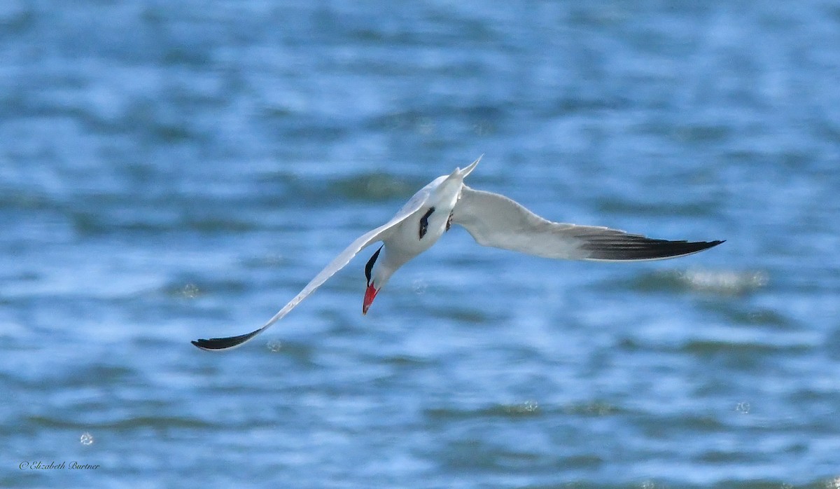 Caspian Tern - ML620310253