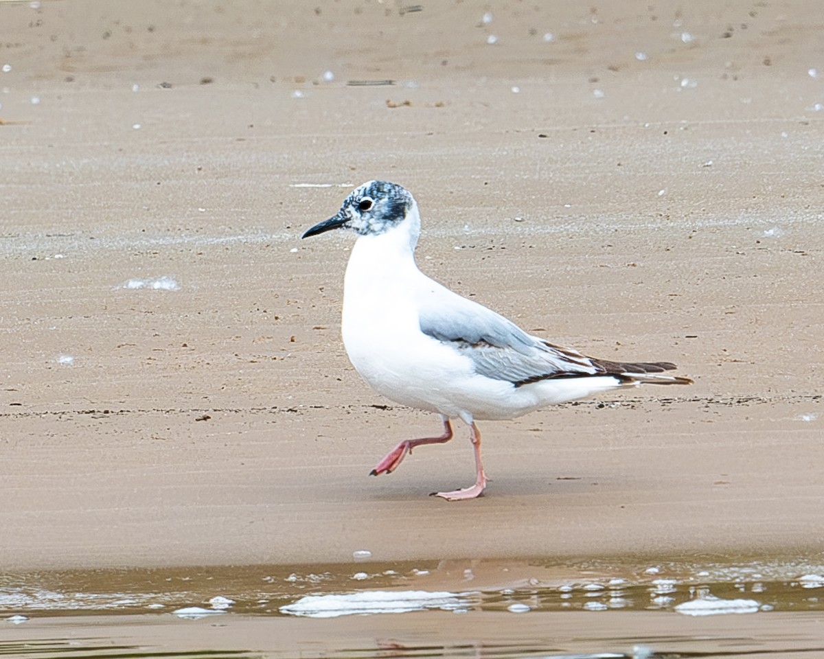 Mouette de Bonaparte - ML620310255