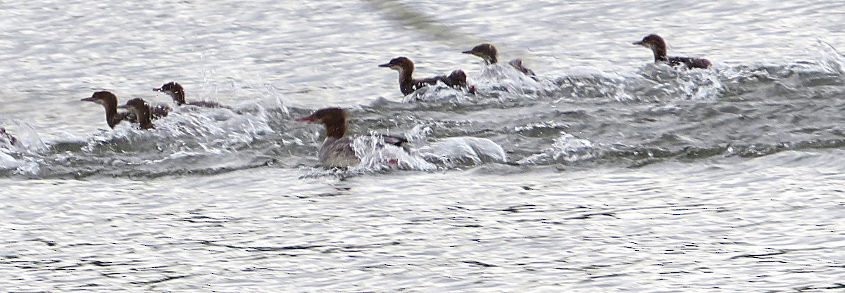 Common Merganser - ML620310258