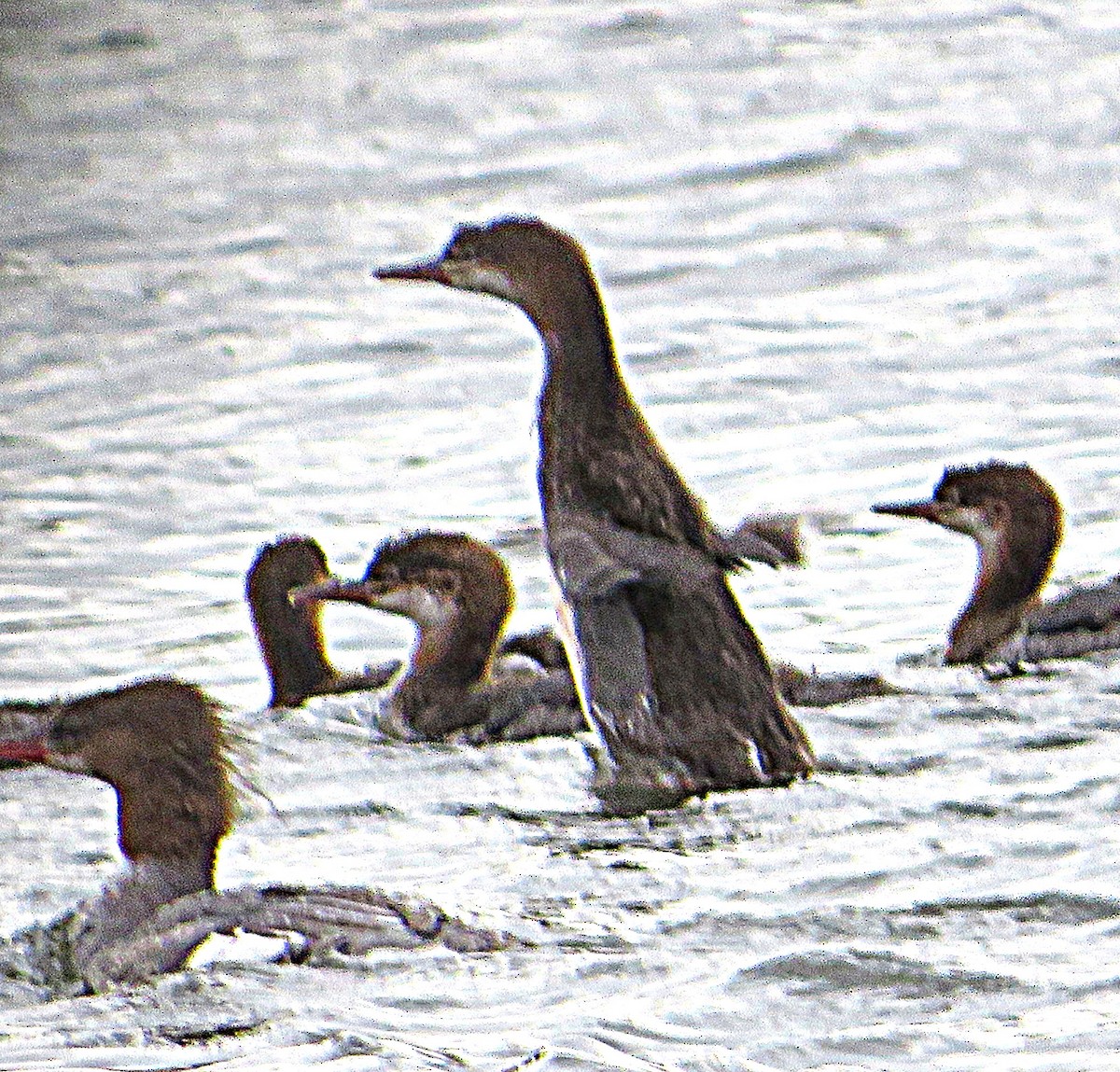 Common Merganser - Marianne Friers