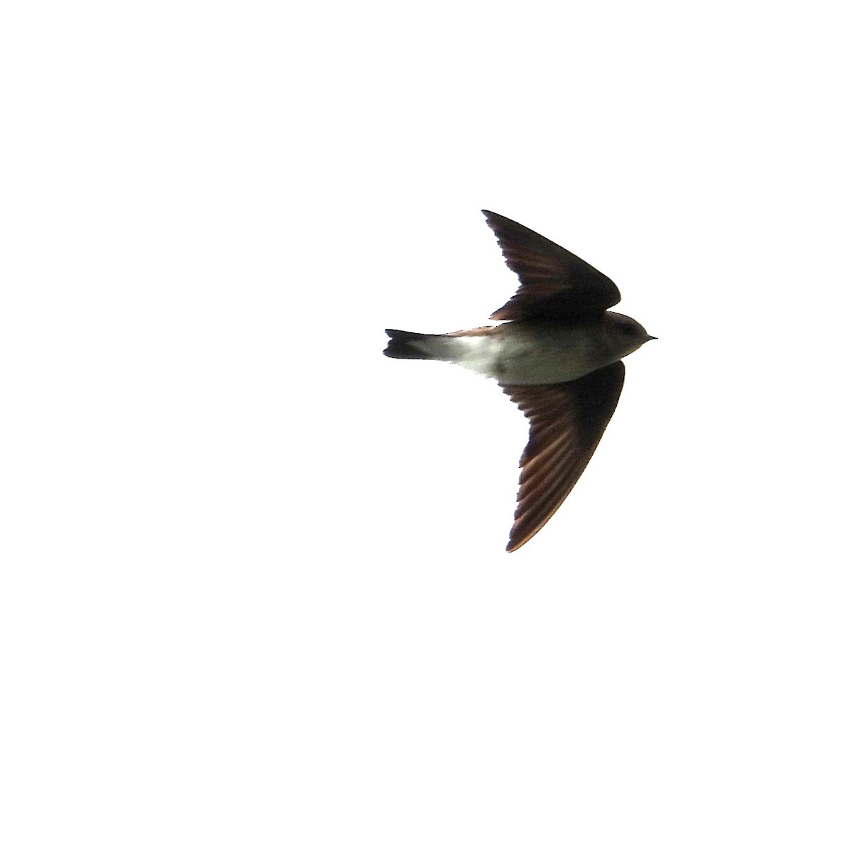 Northern Rough-winged Swallow - ML620310261