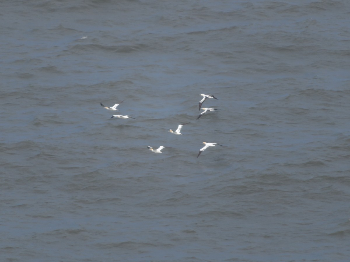 Northern Gannet - ML620310266