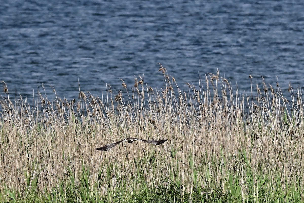 Western Marsh Harrier - ML620310267