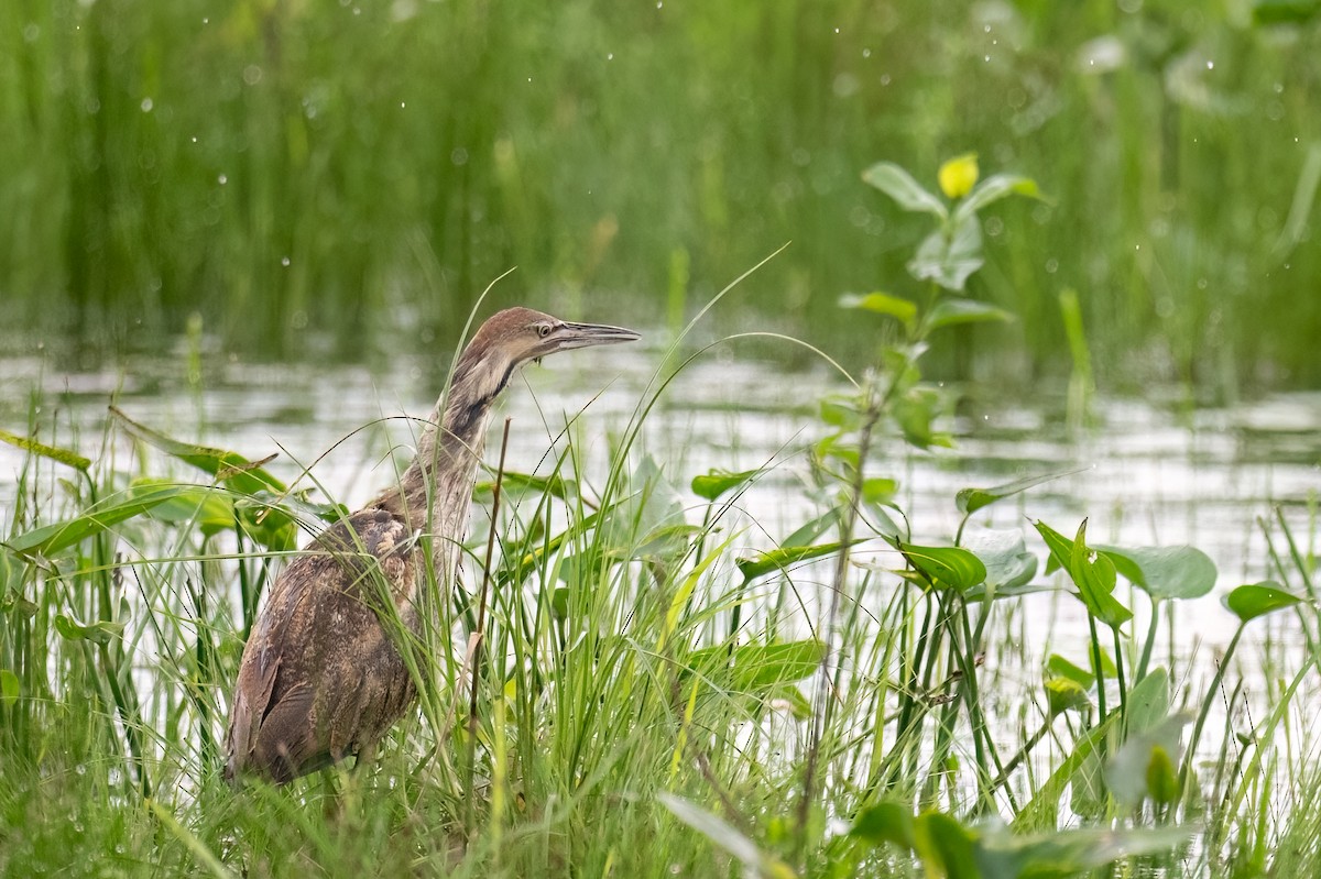 American Bittern - ML620310269