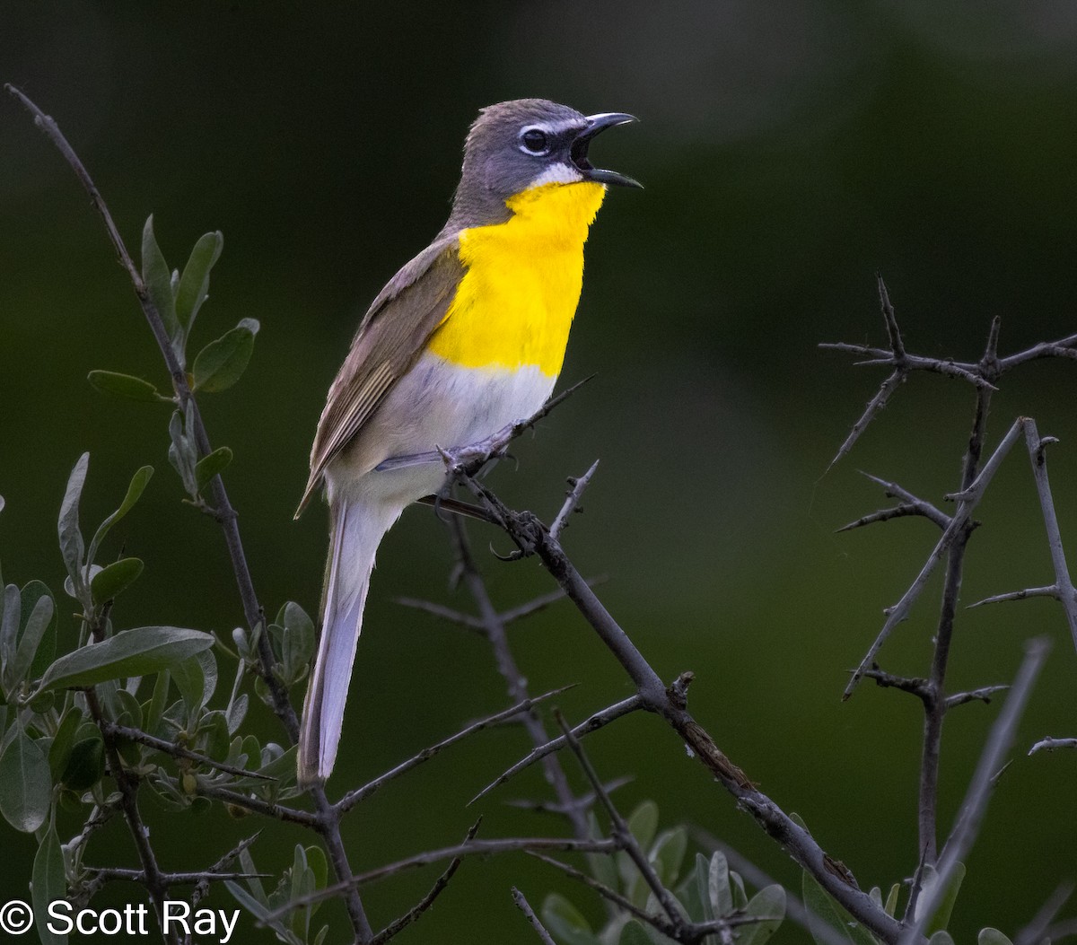 Yellow-breasted Chat - ML620310273