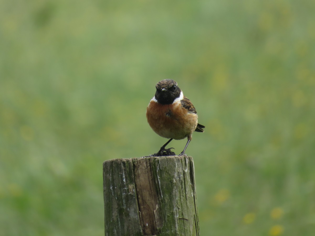 European Stonechat - ML620310274