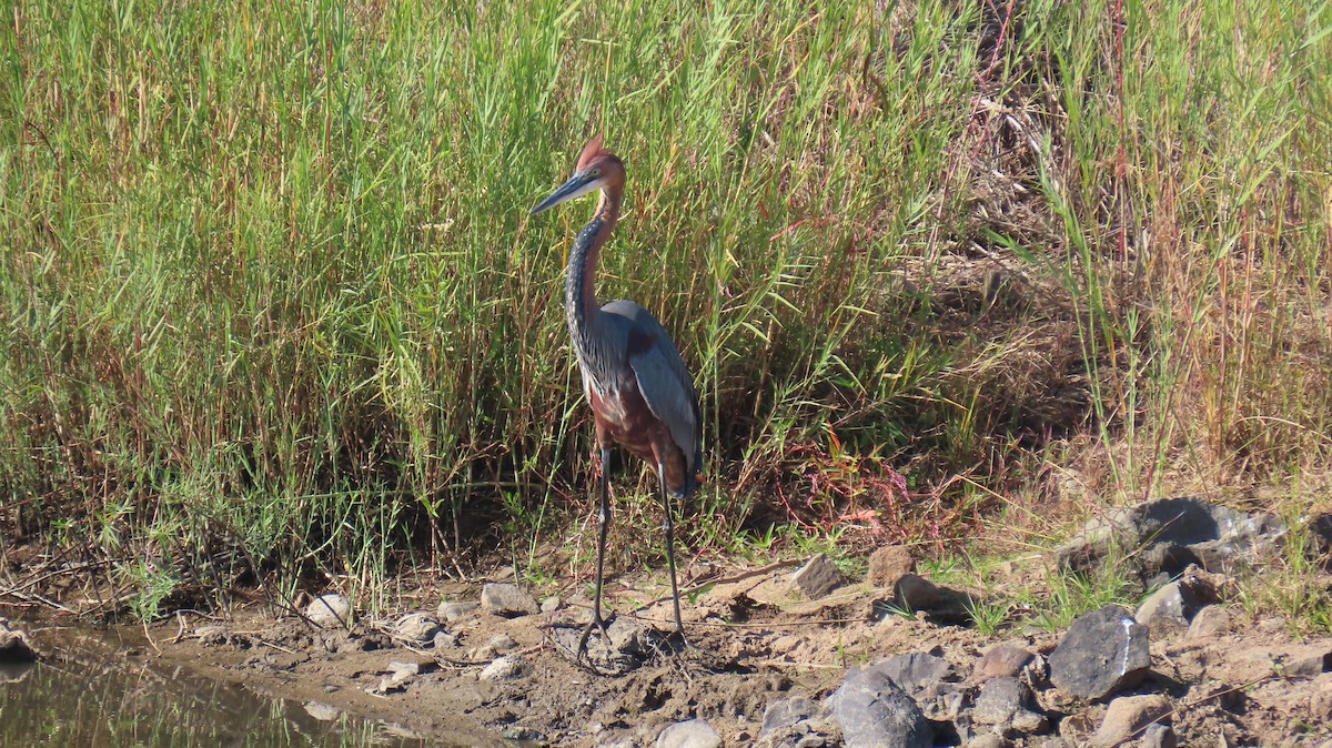 Goliath Heron - ML620310276