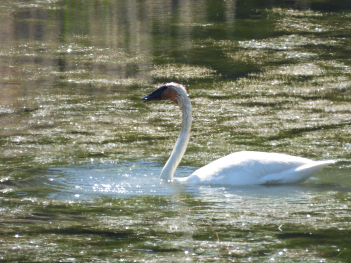 Trumpeter Swan - ML620310277