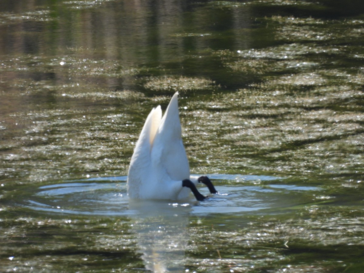 Trumpeter Swan - ML620310279