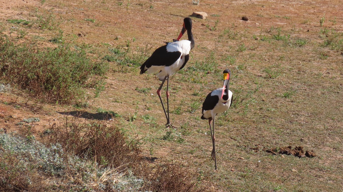 Saddle-billed Stork - ML620310282