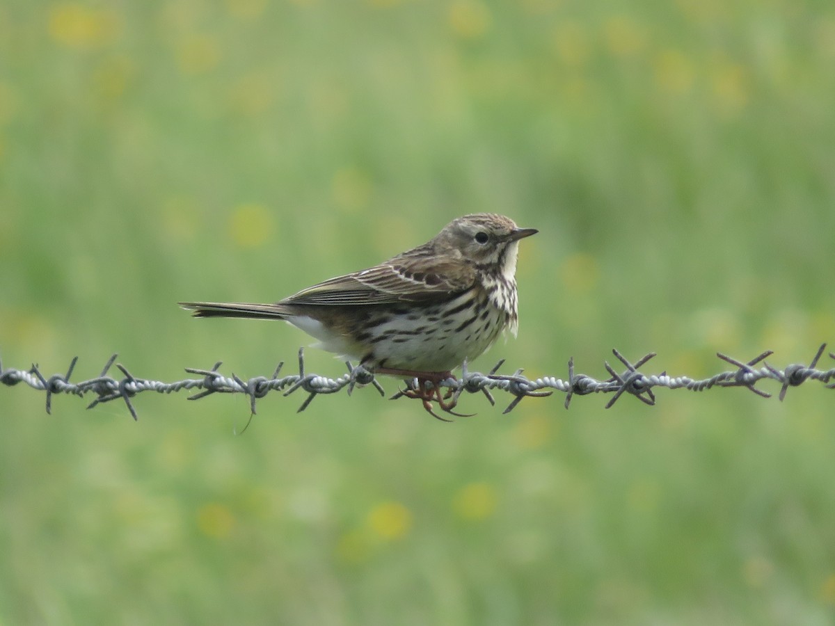 Meadow Pipit - ML620310283