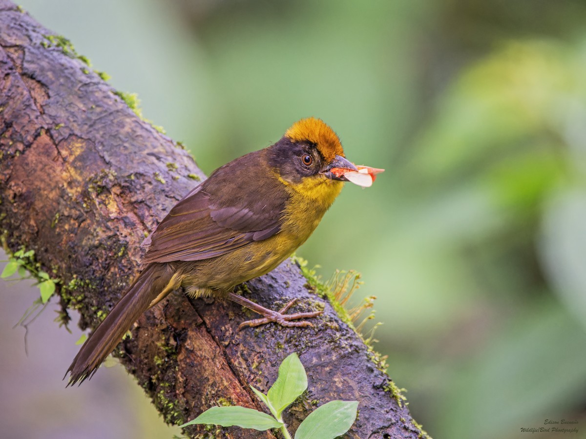 Tricolored Brushfinch (Choco) - ML620310284