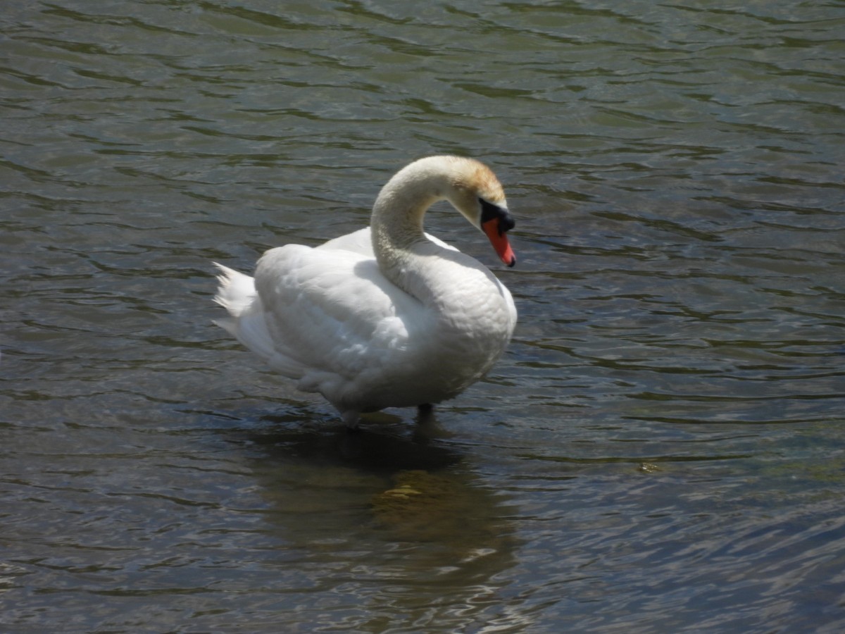 Mute Swan - ML620310285