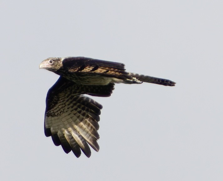 Yellow-headed Caracara - ML620310287