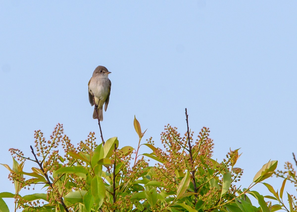 Willow Flycatcher - ML620310289