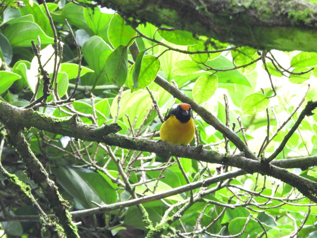 Tawny-capped Euphonia - ML620310292