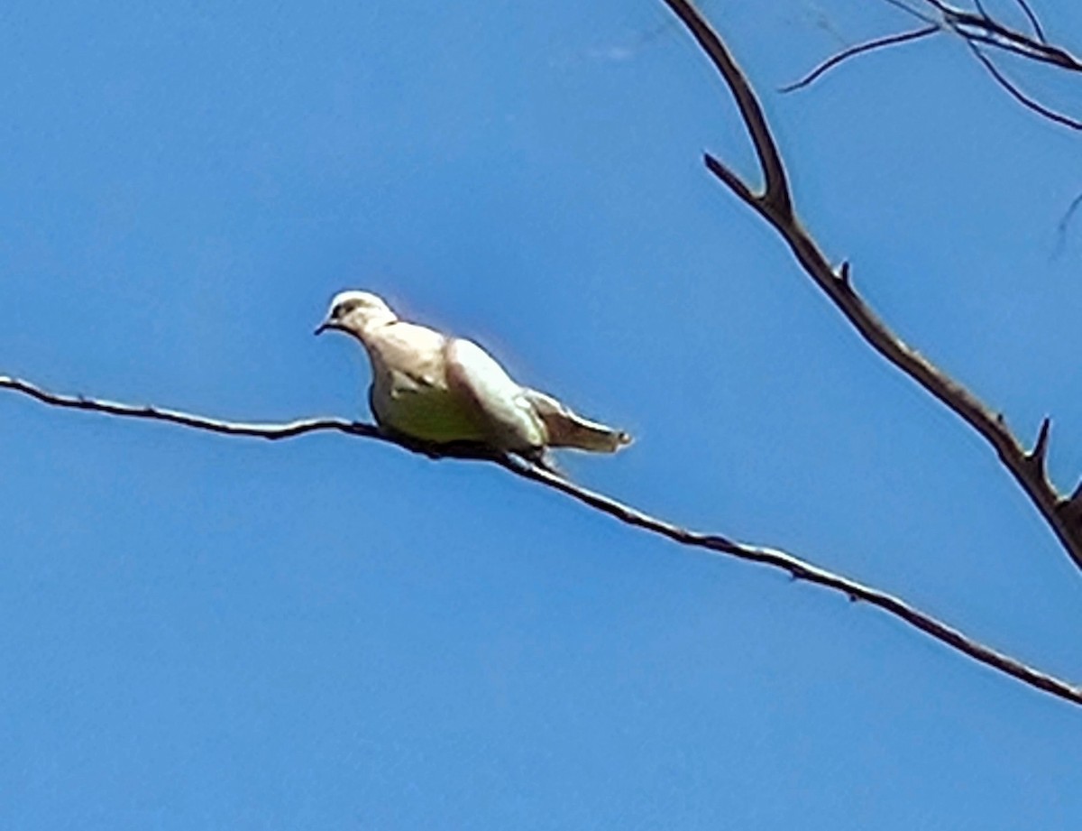 Eurasian Collared-Dove - ML620310297