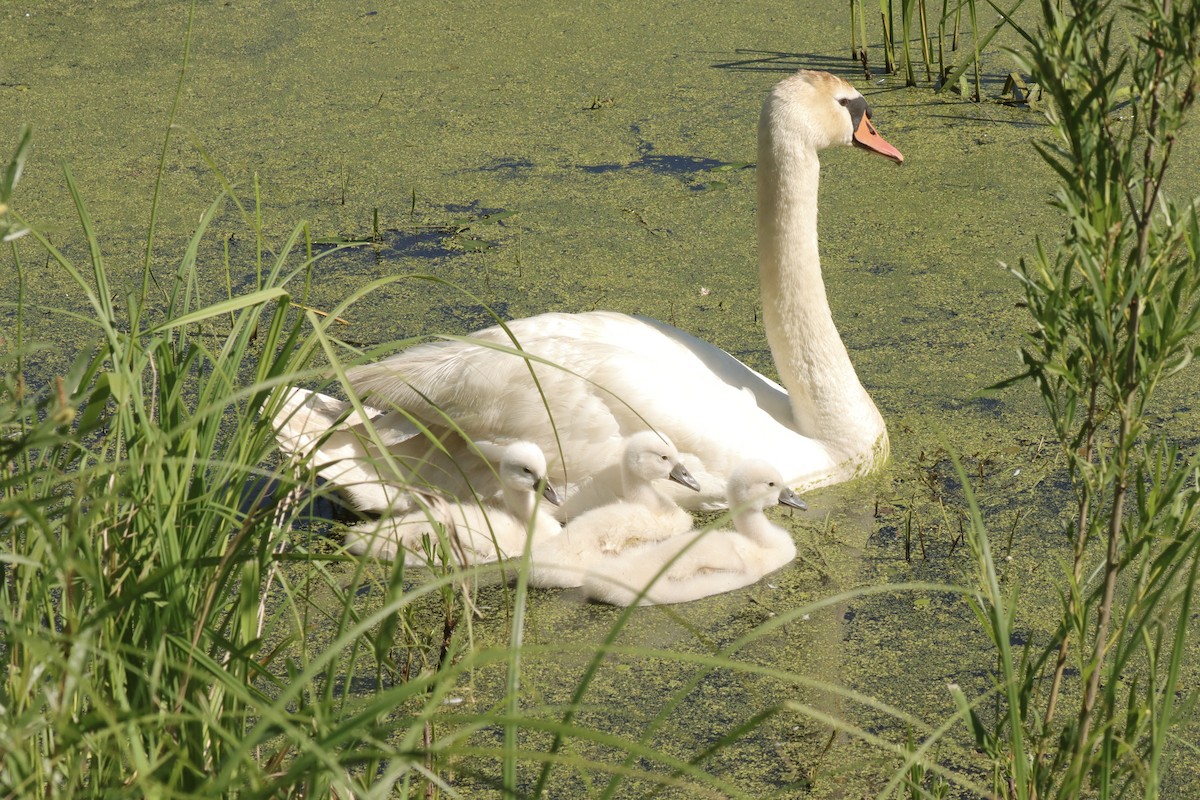 Mute Swan - ML620310298