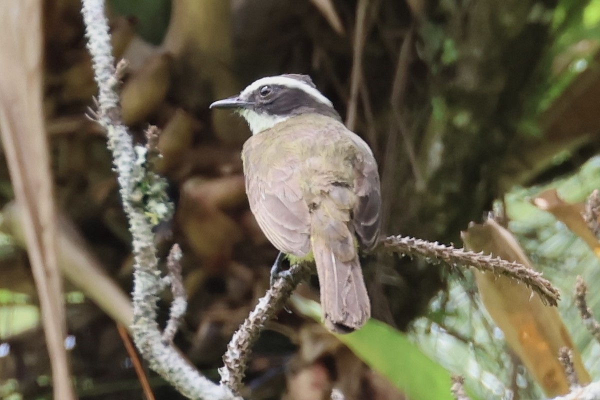 Rusty-margined Flycatcher - ML620310301