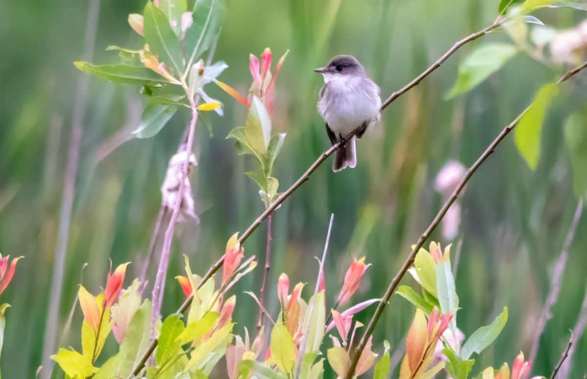 Willow Flycatcher - ML620310304