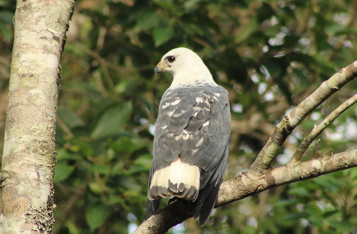 White-necked Hawk - ML620310323