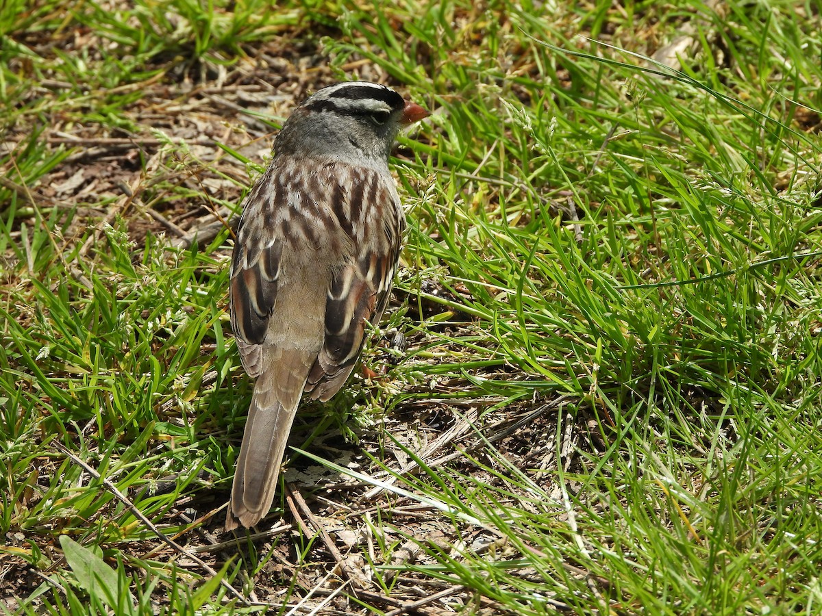 White-crowned Sparrow - ML620310324