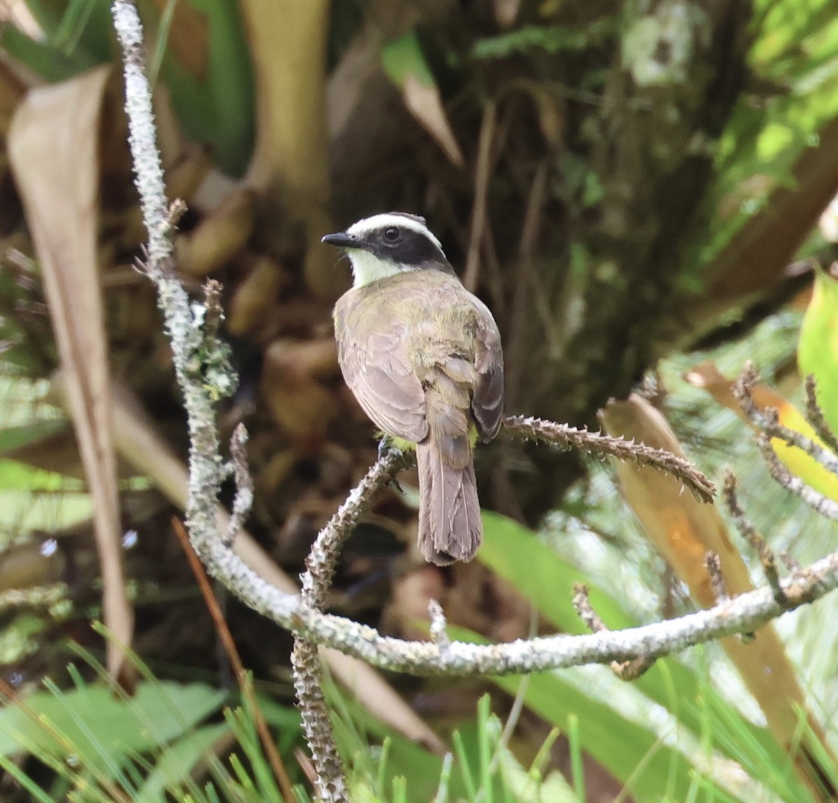 Rusty-margined Flycatcher - ML620310325