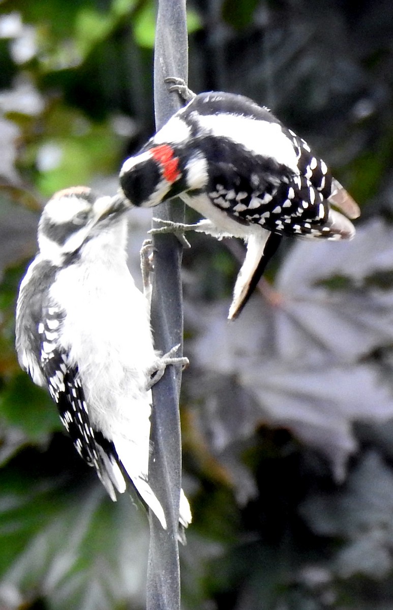 Downy Woodpecker - ML620310331