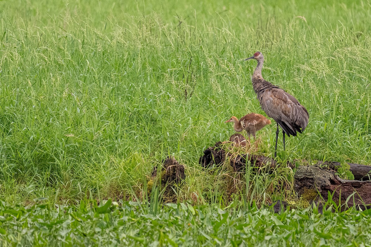 Sandhill Crane - Sylvie Desmeules