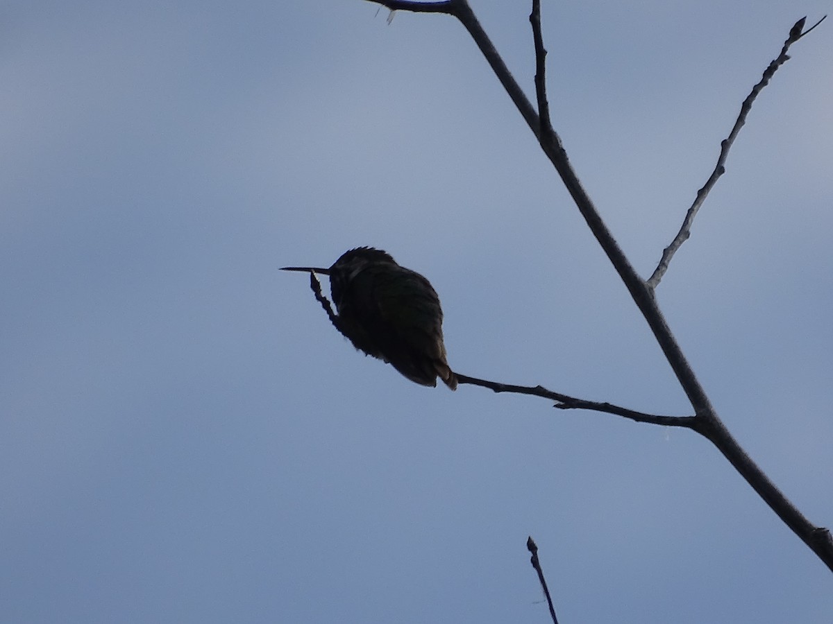 Calliope Hummingbird - ML620310342