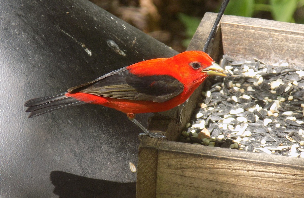 Scarlet Tanager - ML620310344