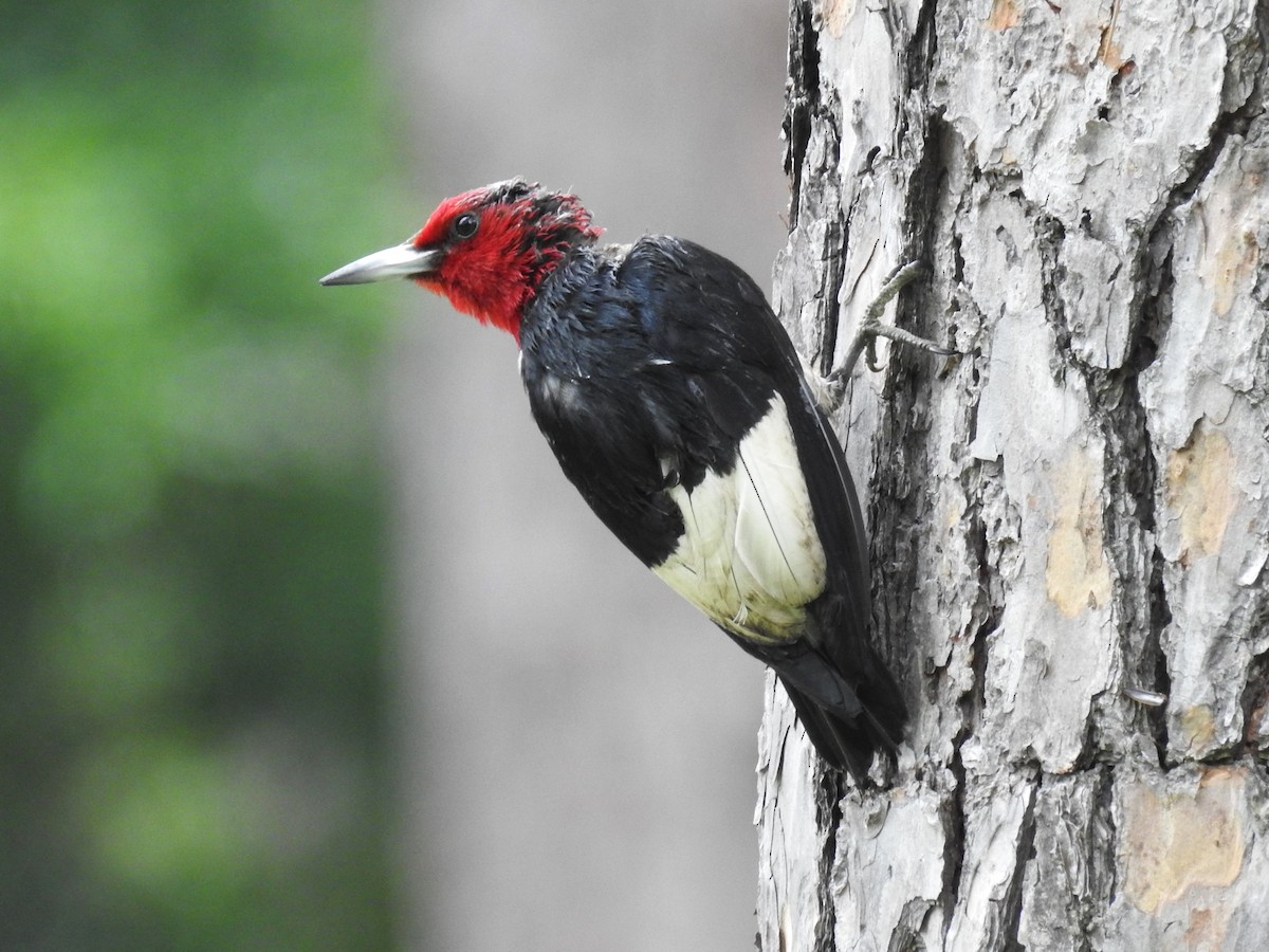 Red-headed Woodpecker - ML620310345