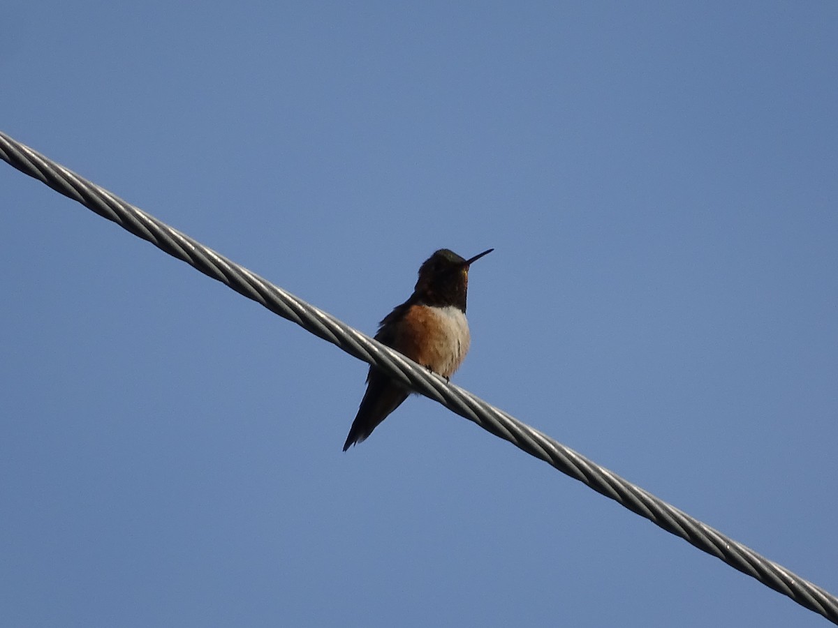 Rufous Hummingbird - ML620310346