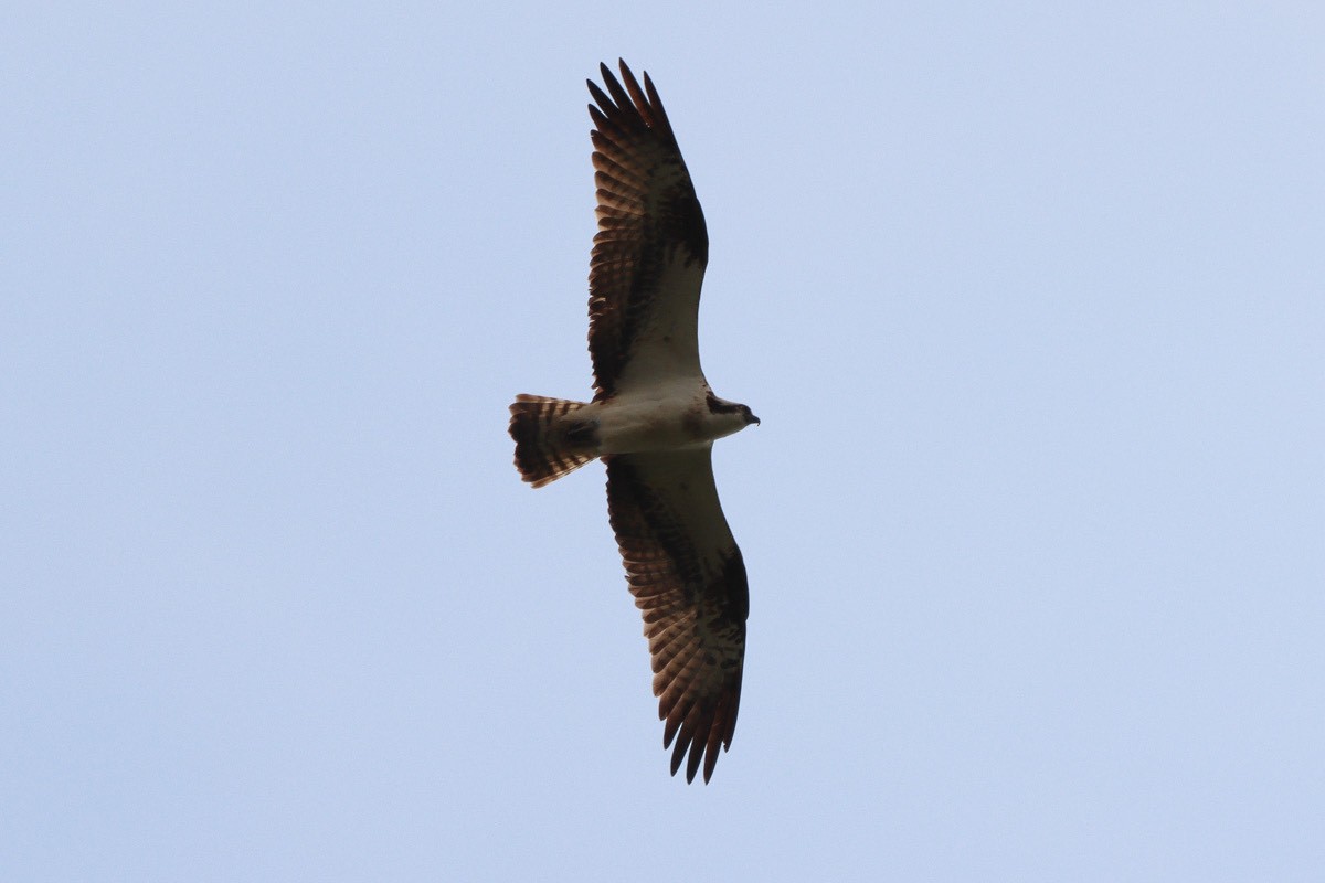 Águila Pescadora - ML620310348