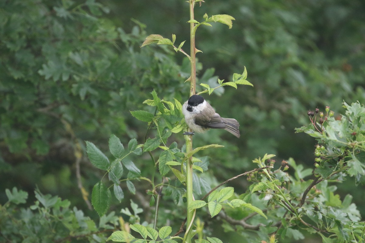 Mésange nonnette - ML620310349