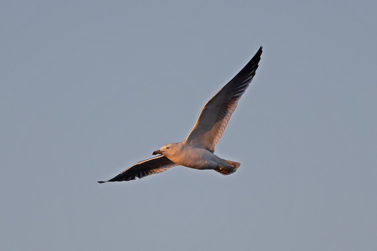 Black-tailed Gull - ML620310354