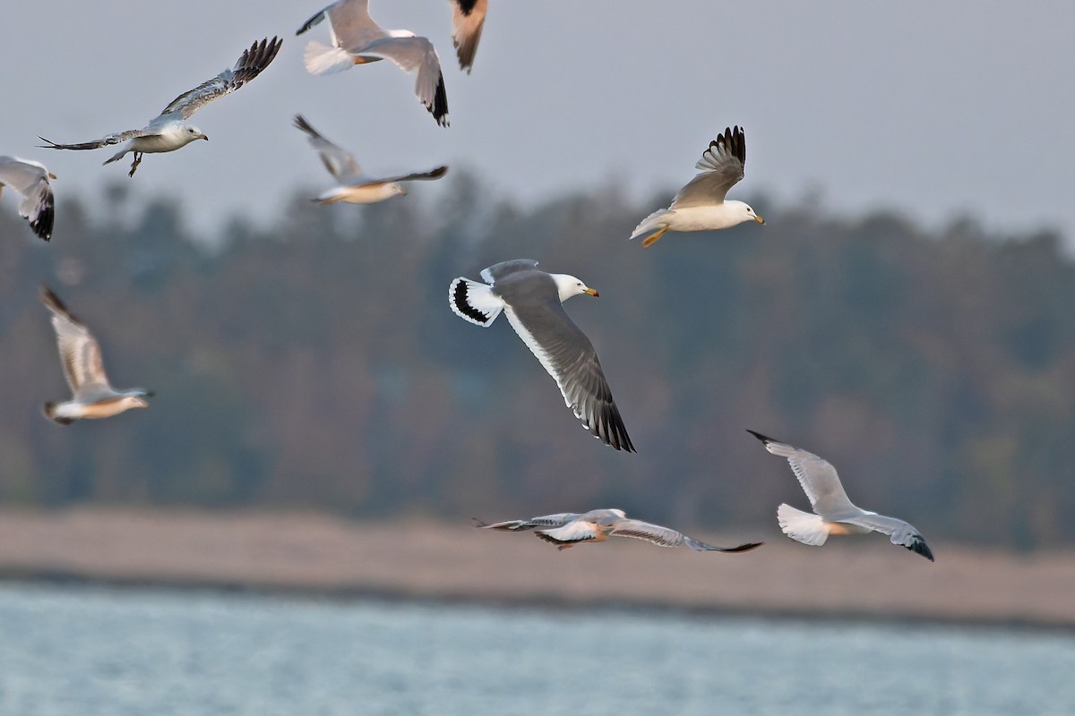 Black-tailed Gull - ML620310356