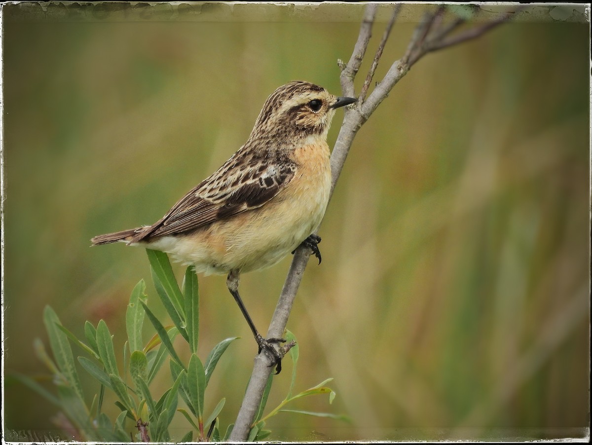 Whinchat - ML620310358
