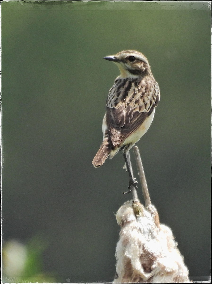 Whinchat - ML620310360