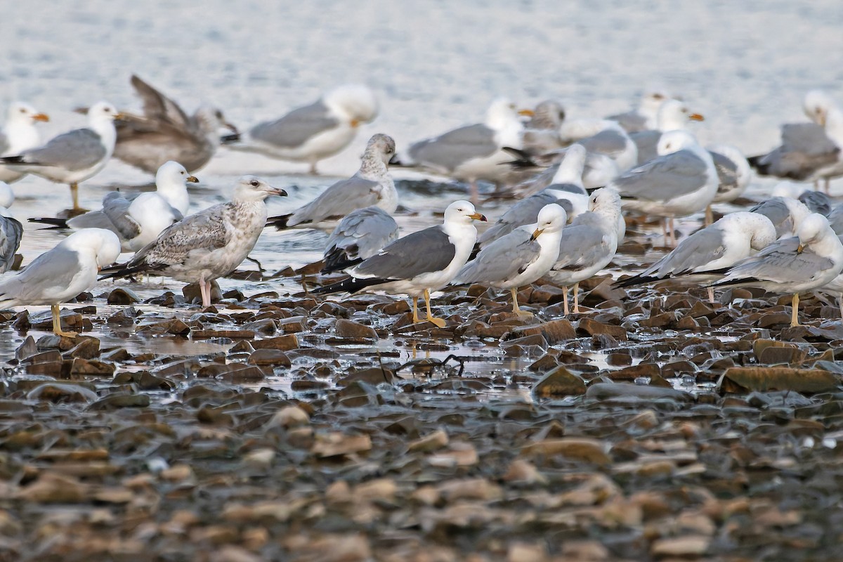 Black-tailed Gull - ML620310361