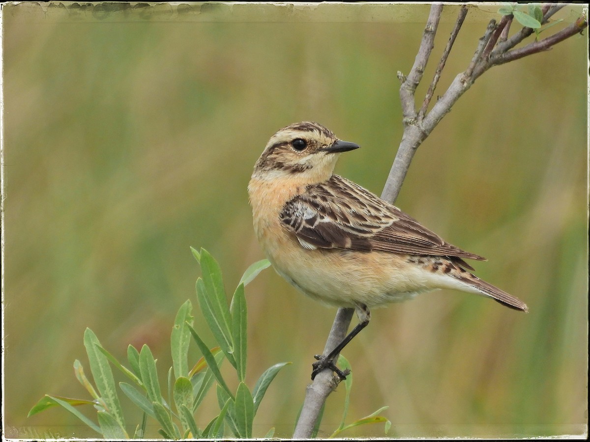 Whinchat - ML620310363